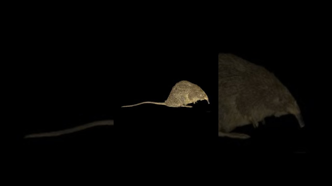 Mission Impossible: Un Chien Détective Traque le Mystérieux Desman des Pyrénées ! #survival