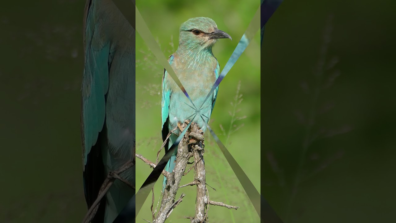 Sauvetage spectaculaire: Des pylônes électriques pour le rollier d&rsquo;Europe en voie de disparition !