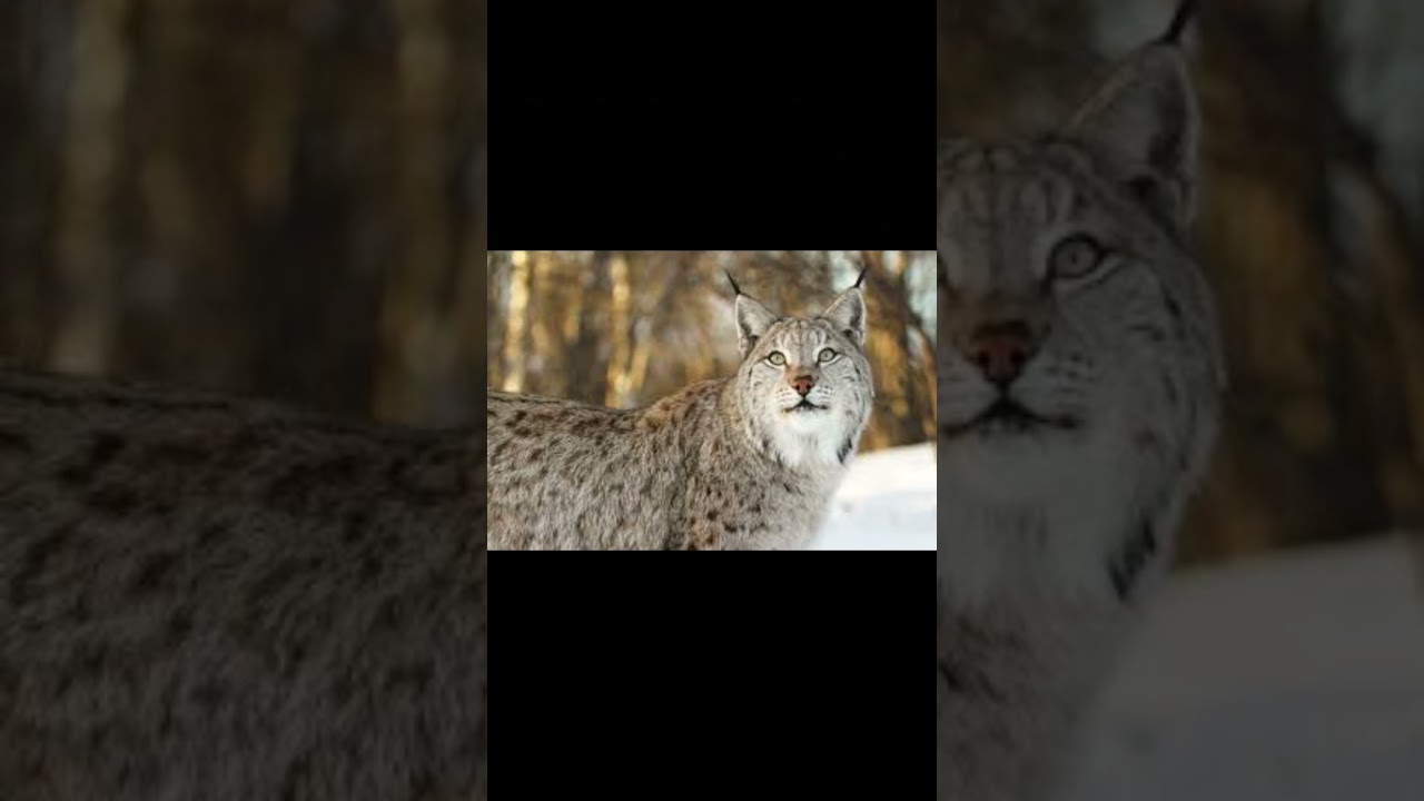 Le Lynx Boréal.Le Retour Spectaculaire du Félin Fantôme dans les Forêts Françaises#nature