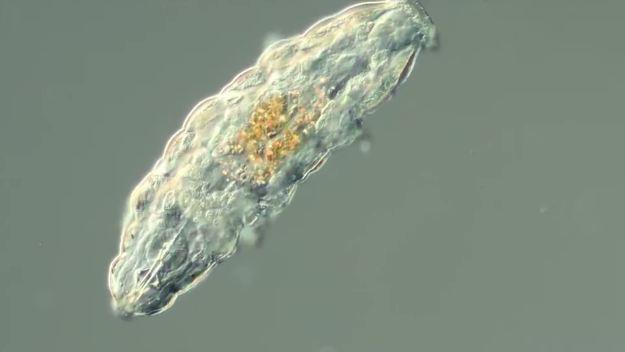 Le tardigrade, champion de la survie le secret de son immortalité enfin révélé